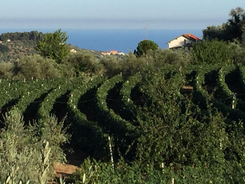 Agriturismo Ada Musso Ss Diano Borello Eksteriør bilde