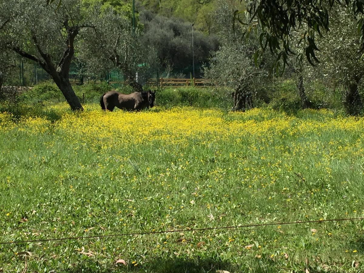 Agriturismo Ada Musso Ss Diano Borello Eksteriør bilde